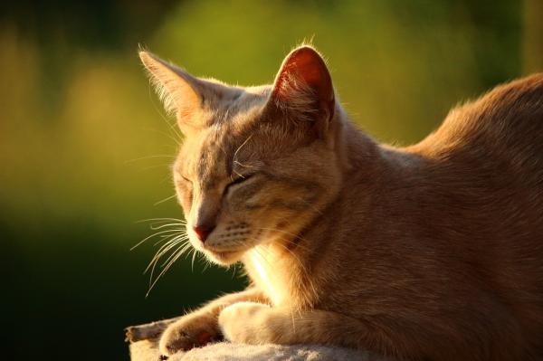 Zaparcia u kotów - Objawy i środki domowe - Zapobiegaj zaparciom u kotów