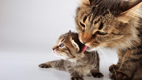 Objawy u kotki w ciąży - więcej o ciąży kota