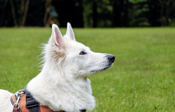 Wskazówki, jak utrzymać białą sierść mojego psa - Broda, okolice narządów płciowych i kanaliki łzowe 