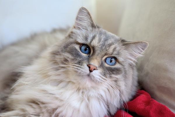 Usuwanie sęków u kotów długowłosych - Po co usuwać sęki z sierści kota?