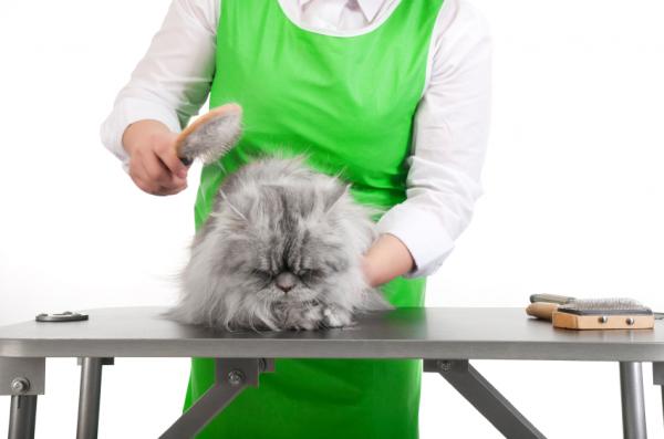 Usuwanie sęków u kotów długowłosych - Jak usunąć sęki? 