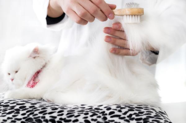Usuwanie sęków u kotów długowłosych - Jak zapobiegać tworzeniu się sęków?