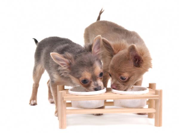 Zaparcia u psów - przyczyny, objawy i leczenie - Zapobiegaj zaparciom u psów