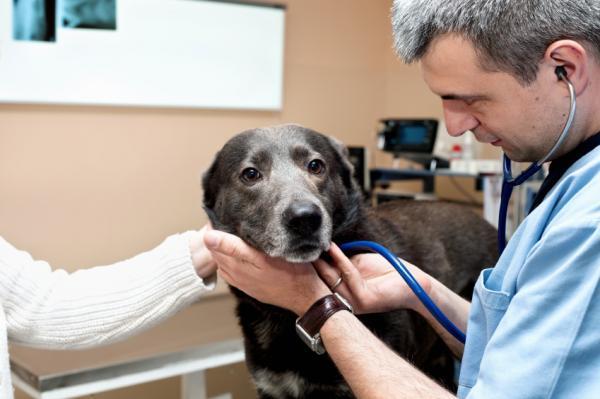 Zapalenie żołądka u psów - diagnoza zapalenia żołądka u psów