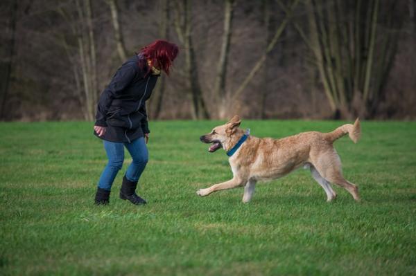 Zapalenie żołądka u psów - Jak zapobiegać zapaleniu żołądka u psów?