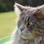1628952529 153 Maine Coon