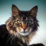 1628952529 407 Maine Coon