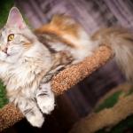 1628952529 571 Maine Coon