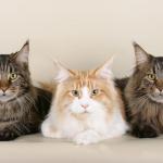 1628952529 617 Maine Coon