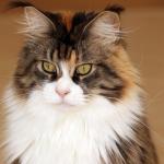 1628952529 758 Maine Coon