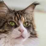 1628952529 814 Maine Coon