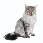1628952529 851 Maine Coon
