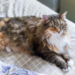 1628952529 98 Maine Coon