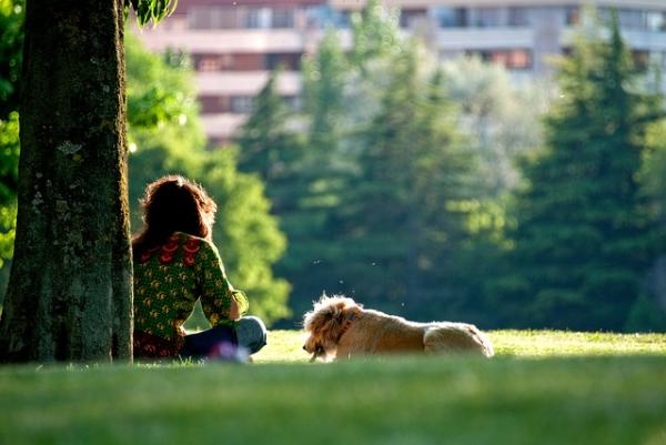 10 powodów, aby wyprowadzać psa na spacer - 8. Witaminy czerpią ze słońca