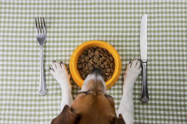 Popraw oddech psa sztuczkami domowej roboty — odżywianie i nawodnienie są niezbędne