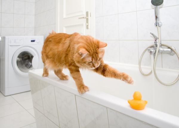 Kompletny przewodnik po opiece nad dorosłym kotem - Higiena ciała kota