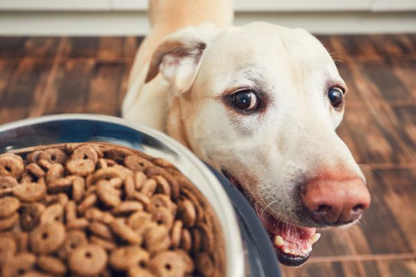 Czy koty mogą jeść karmę dla psów?  - Z czego zrobiona jest karma dla psów?
