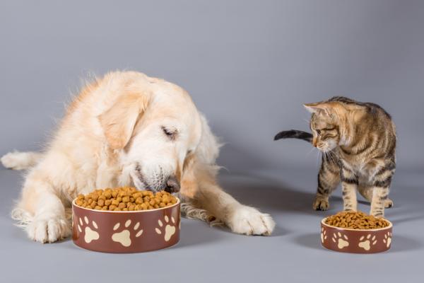 Czy koty mogą jeść karmę dla psów?  - Jak uniemożliwić kotu jedzenie karmy dla psów?