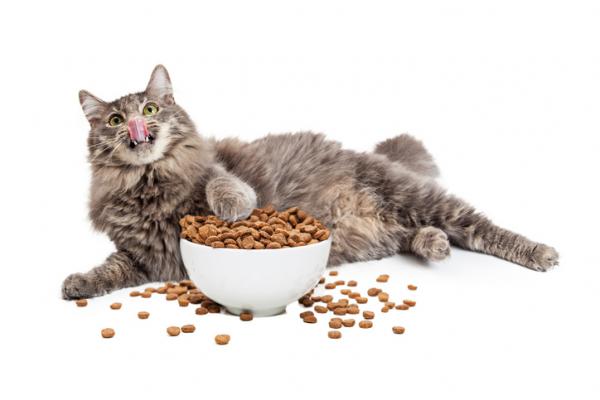 Czy koty mogą jeść karmę dla psów?  - Z czego zrobiona jest karma dla kotów?