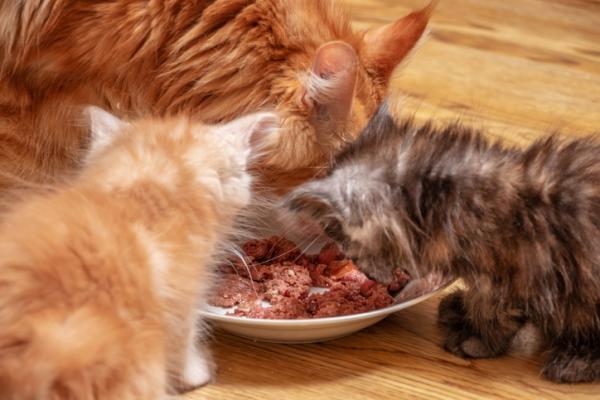 Jak karmić nowonarodzonego kociaka?  - Odsadzanie szczeniąt kotów