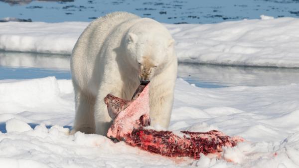 Czy niedźwiedź polarny jest zagrożony wyginięciem?  - Charakterystyka niedźwiedzia polarnego