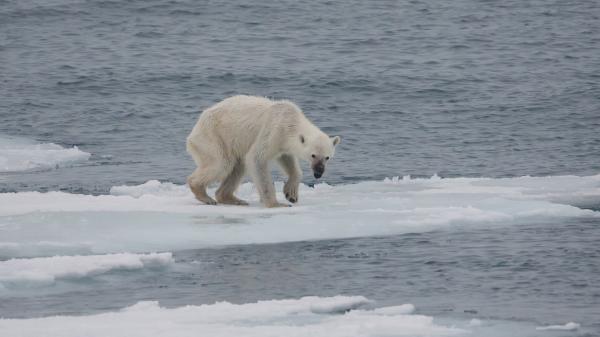 Czy niedźwiedź polarny jest zagrożony wyginięciem?  - Ile niedźwiedzi polarnych pozostało na świecie?