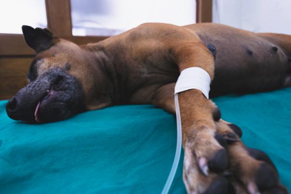 Zapalenie żołądka i jelit u psów - objawy, leczenie i czas trwania - Jak leczyć zapalenie żołądka i jelit u psów?  - Leczenie
