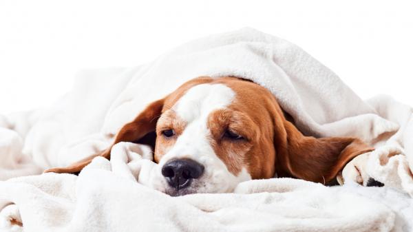 Zapalenie żołądka i jelit u psów - objawy, leczenie i czas trwania - Jak długo trwa zapalenie żołądka i jelit u psów?