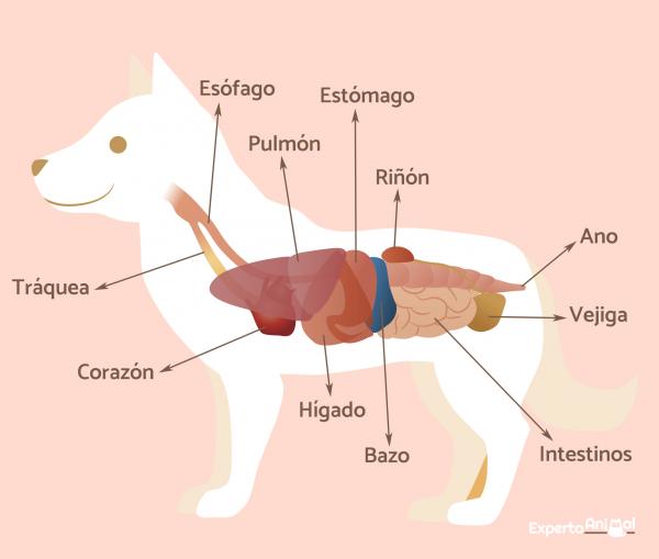 Zapalenie żołądka i jelit u psów - objawy, leczenie i czas trwania - Co to jest zapalenie żołądka i jelit u psów?