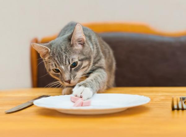 Co mogę dać kotu, jeśli nie ma jedzenia?  - Karma dla kotów dla ludzi
