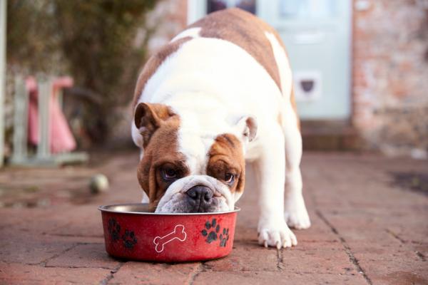 Jak wybrać karmę dla psów z nadwagą?  - Skoncentruj się na etykietowaniu składników