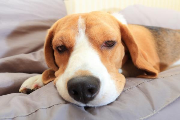 Powszechne choroby psów rasy Beagle - choroby kręgosłupa i kończyn