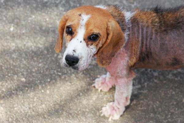 Częste choroby psów rasy beagle - choroby skóry u psów rasy beagle