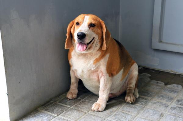 Częste choroby psów rasy Beagle - choroby metaboliczne