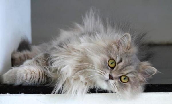 Pielęgnacja kota perskiego - Oczy