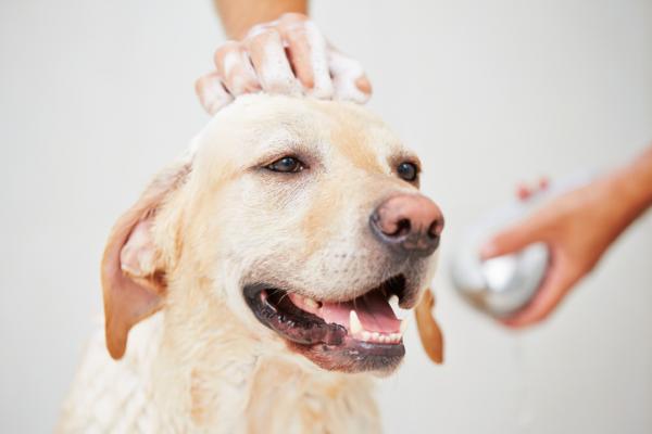 Domowe sposoby na rozczesywanie sierści psa - Jak usunąć supeł z psa?  - Wskazówki i rekomendacje