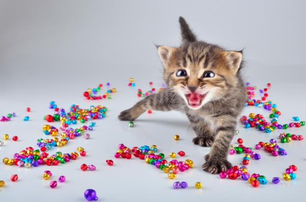 Dlaczego dzwonki nie są dobre dla kotów?  - Mity i prawdy