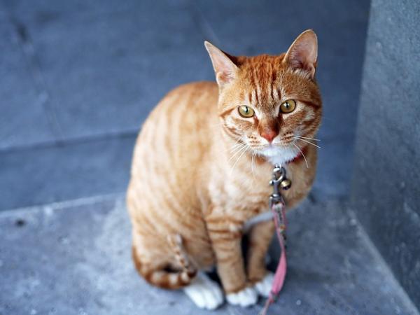 Dlaczego dzwonki nie są dobre dla kotów?  - Dlaczego koty używają dzwonków?