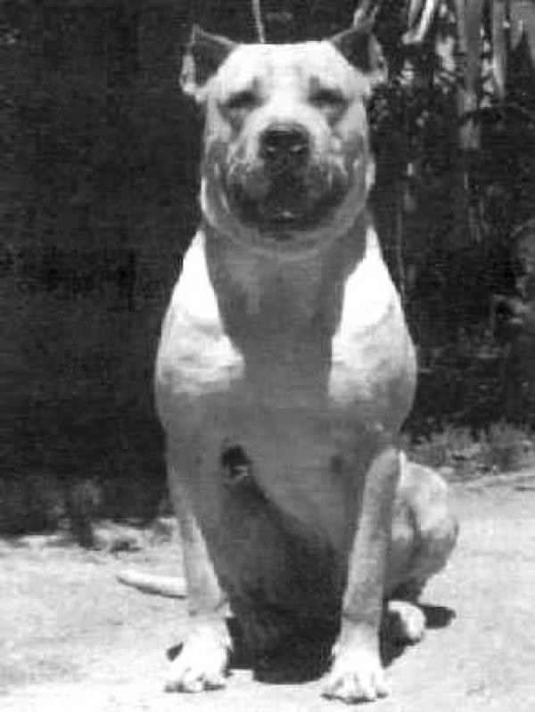 15 wymarłych ras psów na świecie - 3. pies bojowy Cordovan 