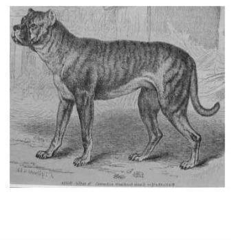 15 wymarłych ras psów na świecie - 1. Bullenbeiser lub buldog niemiecki