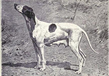 15 wymarłych ras psów na świecie - 4. Puy braco