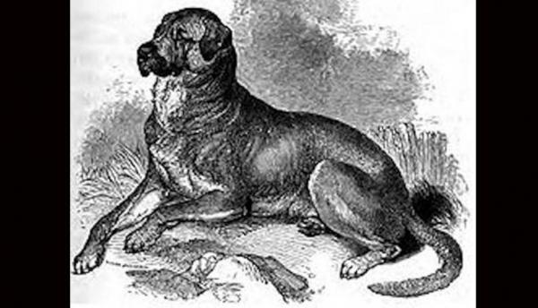 15 wymarłych ras psów na świecie - 14. Kubańskie Dogo