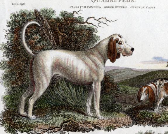 15 wymarłych ras psów na świecie - 9. Talbot