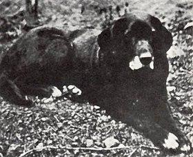 15 wymarłych ras psów na świecie - 12. Pies wodny San Juan