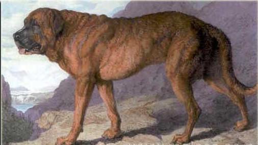 15 wymarłych ras psów na świecie - 10. Mastif Alpejski