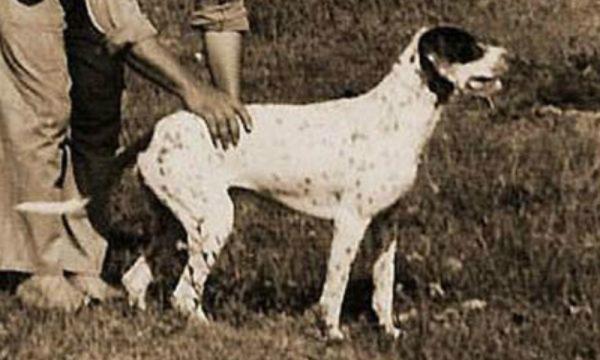 15 wymarłych ras psów na świecie - 13. Brazylijski tropiciel