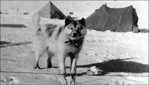 15 wymarłych ras psów na świecie - 6. Argentyński pies polarny