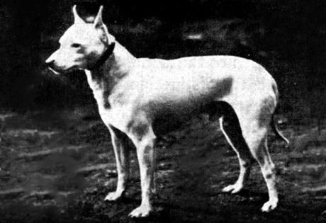 15 wymarłych ras psów na świecie - 11. Biały terier angielski