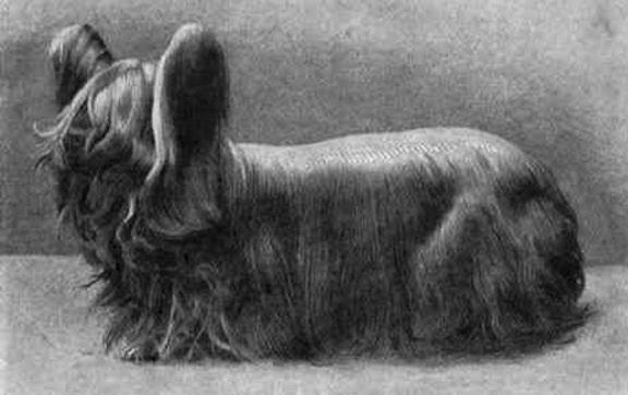 15 wymarłych ras psów na świecie - 7. Paisley terrier