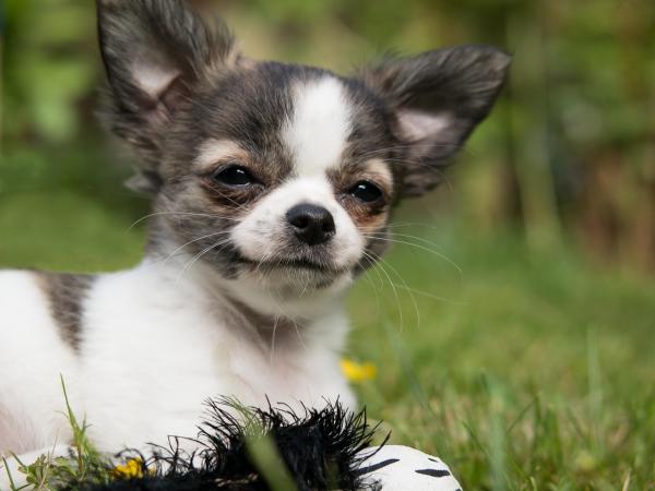 5 najmniejszych psów na świecie - 1. Chihuahua